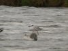 Caspian Gull at Paglesham Lagoon (Steve Arlow) (178125 bytes)